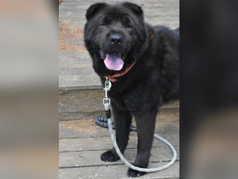 Moet freundlicher ,gemütlicher Chow-chow-Mix,ca 10 Jahre ,25 kg, sucht ein warmes Körbchen