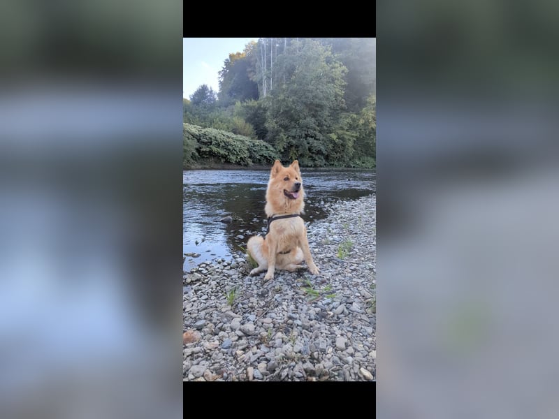 Chowsky Nala 8 sucht liebevolles Zuhause