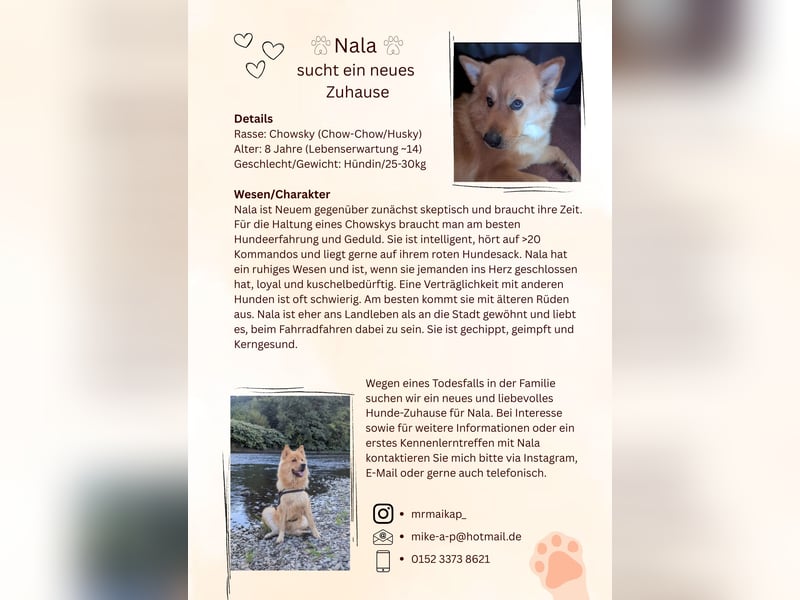 Chowsky Nala 8 sucht liebevolles Zuhause