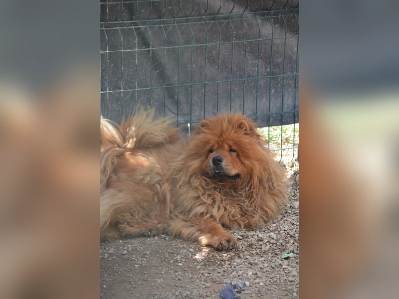 Kenzo, Chow sucht dringend ein Zuhause