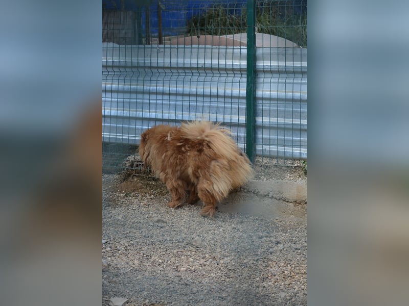 Kenzo, Chow sucht dringend ein Zuhause