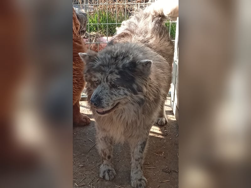 Blöki, junger Chow Chow Mischlings Rüde geb. 2024