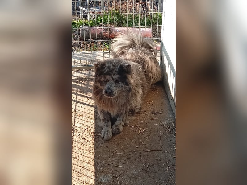 Blöki, junger Chow Chow Mischlings Rüde geb. 2024