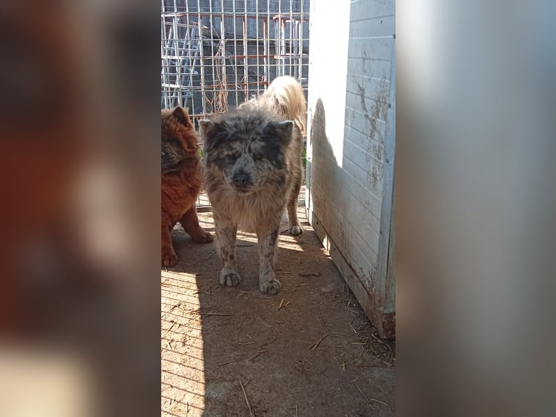 Blöki, junger Chow Chow Mischlings Rüde geb. 2024