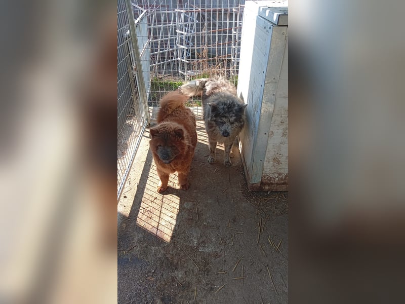 Blöki, junger Chow Chow Mischlings Rüde geb. 2024