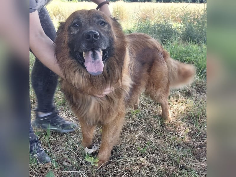 Chow hofft auf ein Zuhause