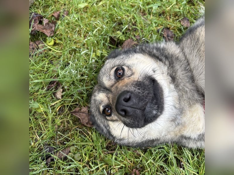 Tika - absolut wundervoll