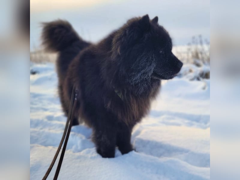 Teddy - suchen ein für immer Zuhause