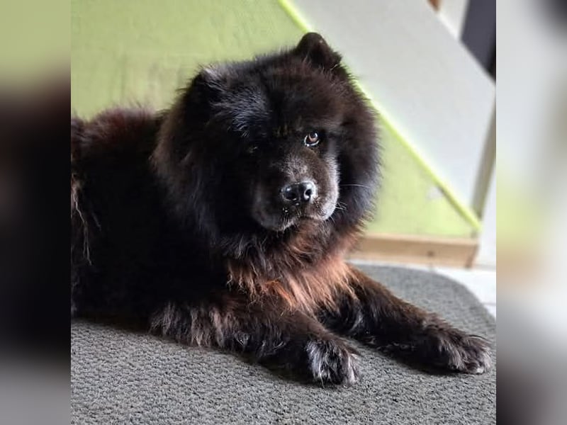 Teddy - suchen ein für immer Zuhause