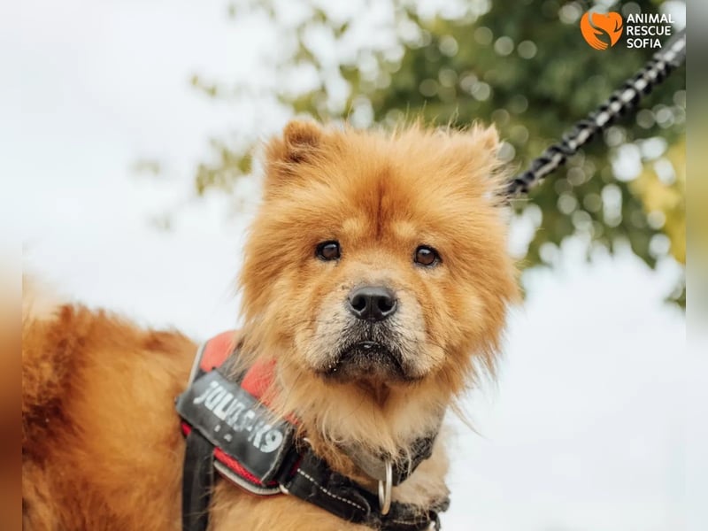 Chow Chow Dior sucht einfühlsames Zuhause