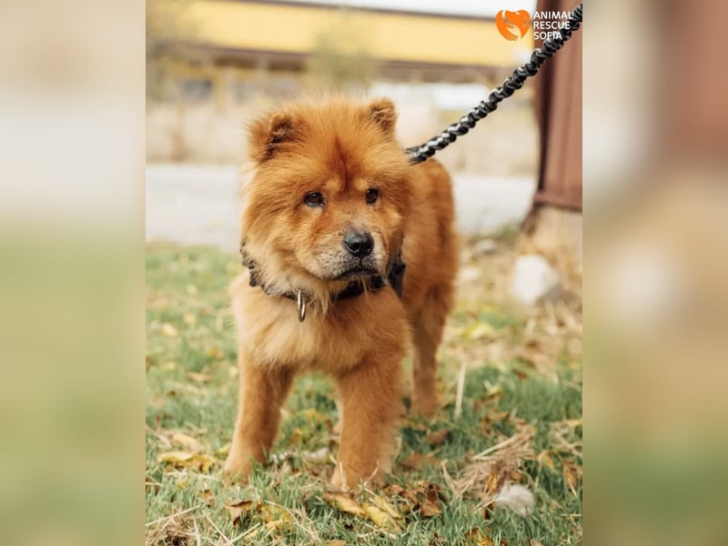 Chow Chow Dior sucht einfühlsames Zuhause