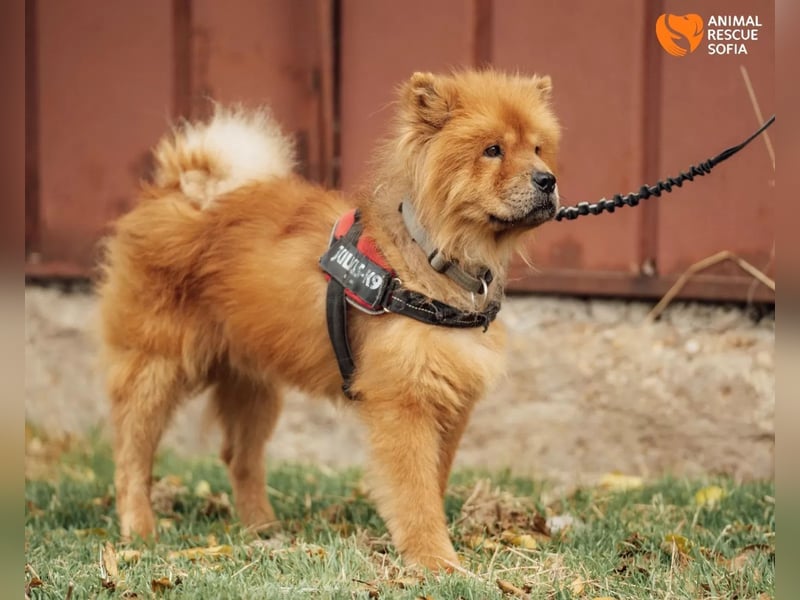 Chow Chow Dior sucht einfühlsames Zuhause