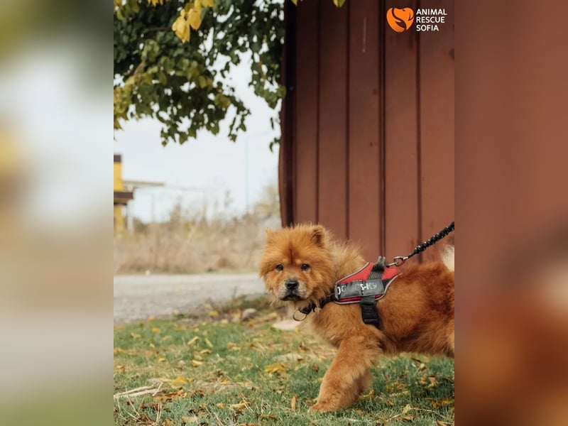 Chow Chow Dior sucht einfühlsames Zuhause