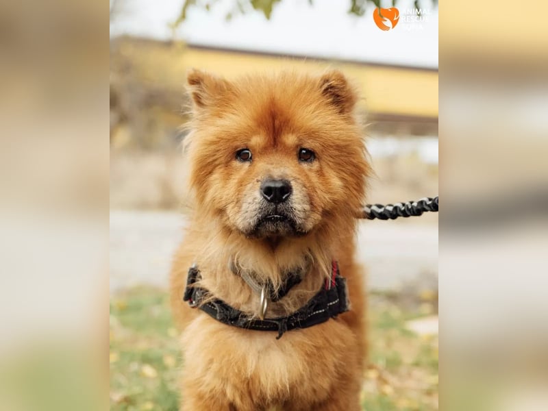 Chow Chow Dior sucht einfühlsames Zuhause