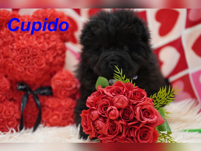 Bezaubernde & Gesunde Chow Chow Welpen auf Familiensuche