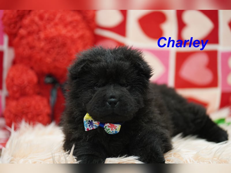 Bezaubernde & Gesunde Chow Chow Welpen auf Familiensuche