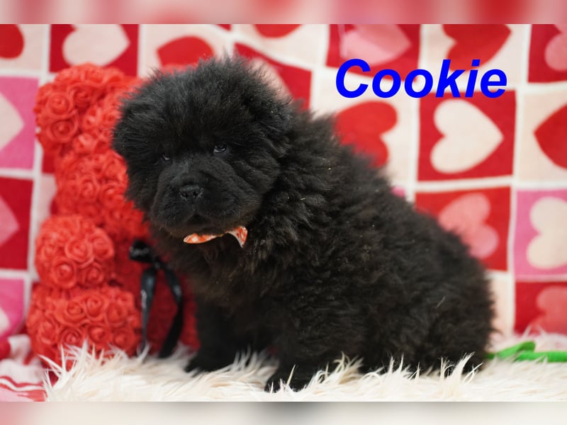 Bezaubernde & Gesunde Chow Chow Welpen auf Familiensuche