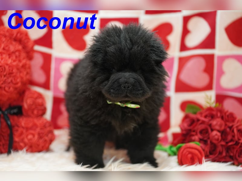 Bezaubernde & Gesunde Chow Chow Welpen auf Familiensuche