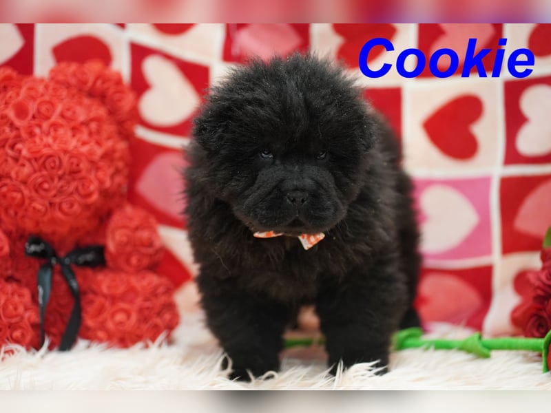 Bezaubernde & Gesunde Chow Chow Welpen auf Familiensuche