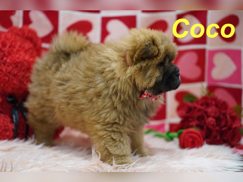 Bezaubernde & Gesunde Chow Chow Welpen auf Familiensuche