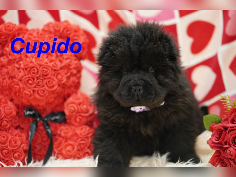 Bezaubernde & Gesunde Chow Chow Welpen auf Familiensuche