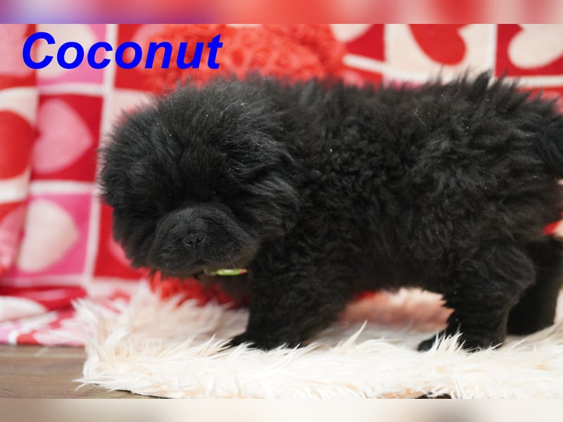 Bezaubernde & Gesunde Chow Chow Welpen auf Familiensuche