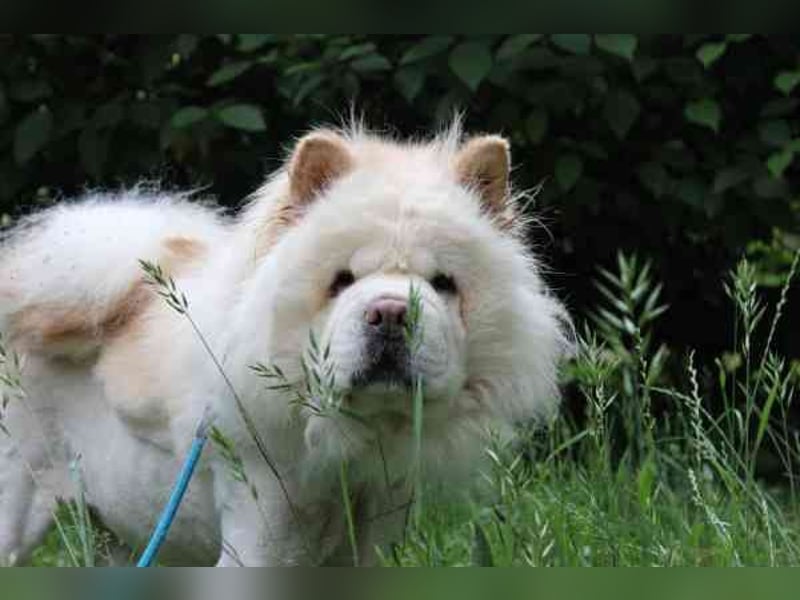 Trixie, Chow Chow, geb. 2016, ausführliche Beschreibung folgt