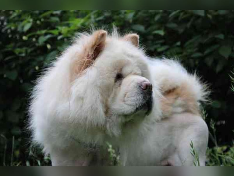 Trixie, Chow Chow, geb. 2016, ausführliche Beschreibung folgt