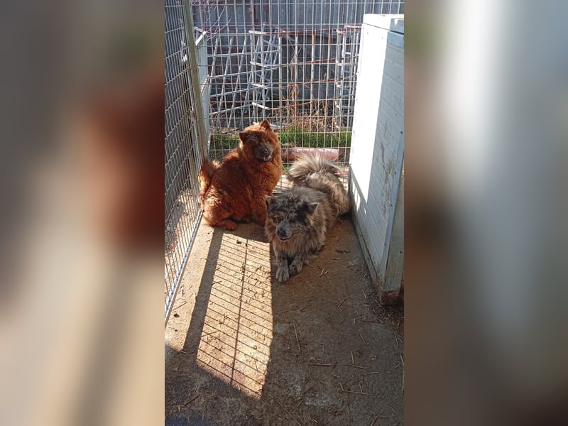 Csucsu, bildhübsche ChowChow Hündin geb. 2024