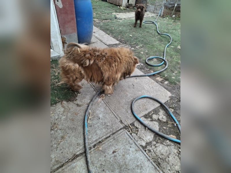 Fahej, schüchterne Chow-Chow Hündin geb. 2020