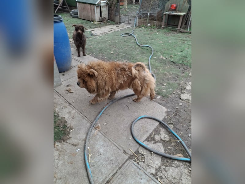 Fahej, schüchterne Chow-Chow Hündin geb. 2020