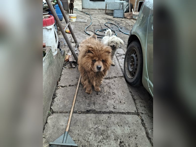Fahej, schüchterne Chow-Chow Hündin geb. 2020