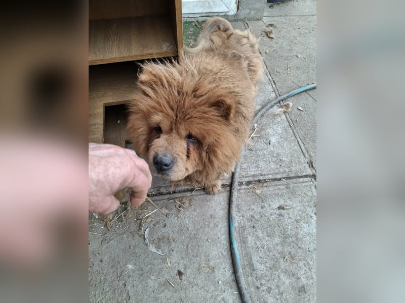 Fahej, schüchterne Chow-Chow Hündin geb. 2020