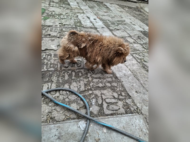 Fahej, schüchterne Chow-Chow Hündin geb. 2020