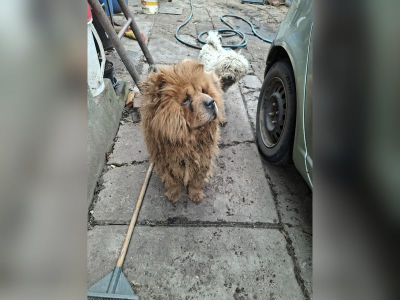 Fahej, schüchterne Chow-Chow Hündin geb. 2020