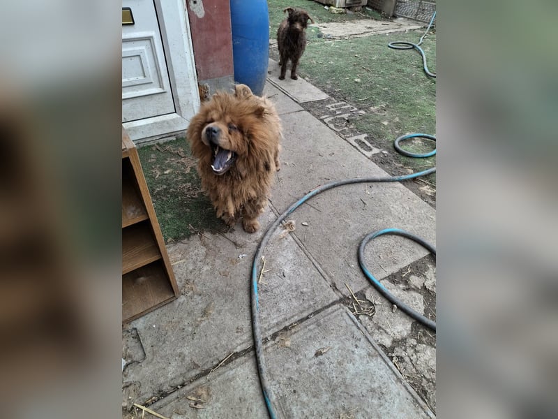 Fahej, schüchterne Chow-Chow Hündin geb. 2020