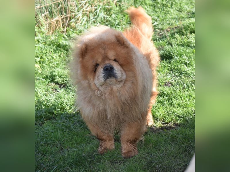 Johny sucht Menschen mit großem Herz