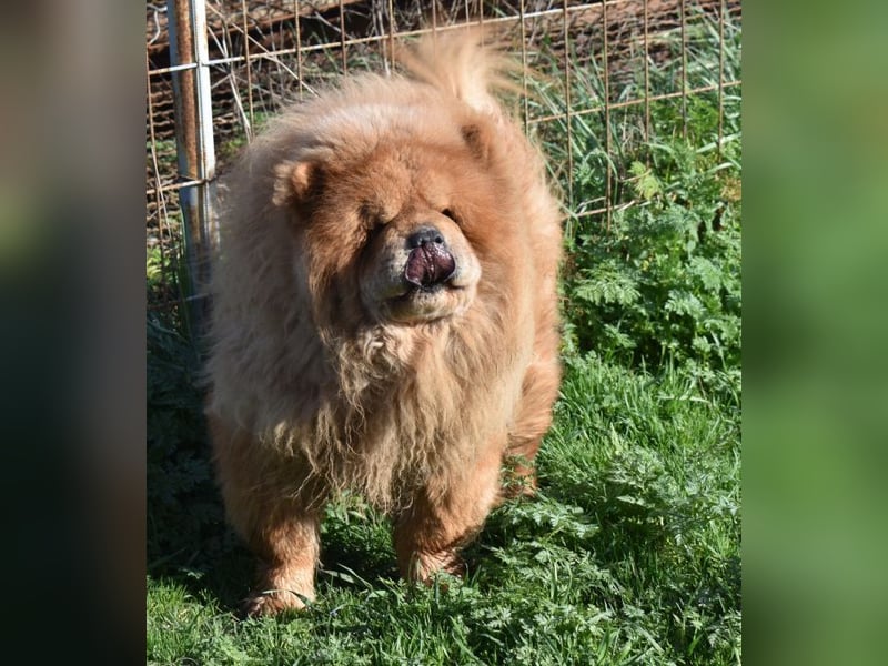Johny sucht Menschen mit großem Herz