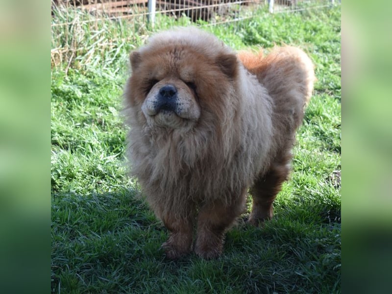 Johny sucht Menschen mit großem Herz