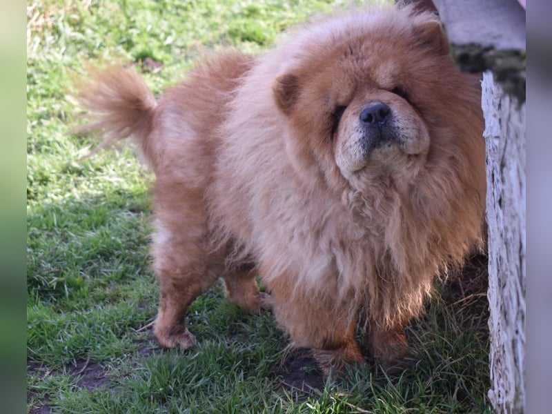 Johny sucht Menschen mit großem Herz
