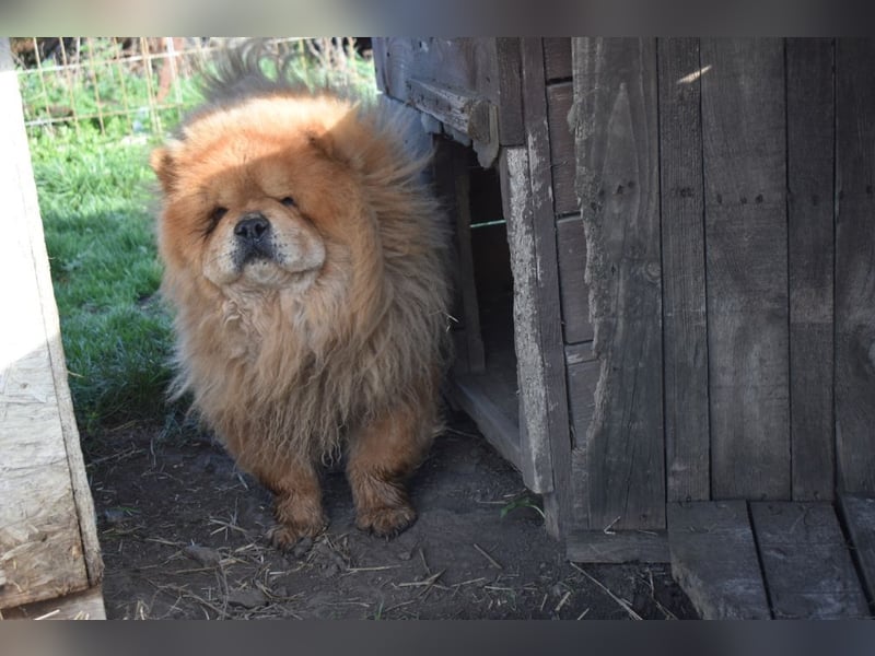 Johny sucht Menschen mit großem Herz
