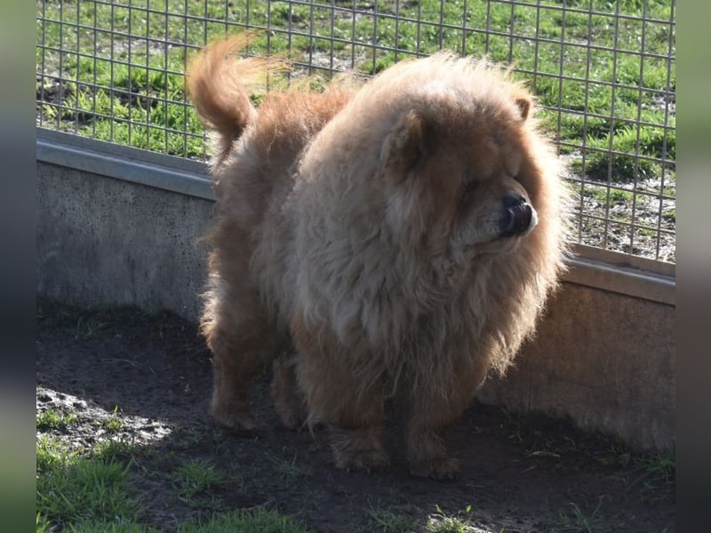 Johny sucht Menschen mit großem Herz