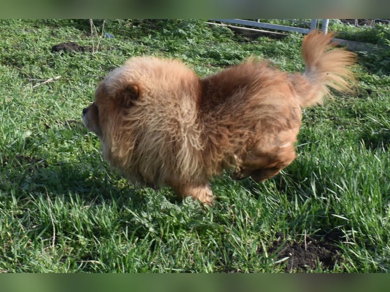 Johny sucht Menschen mit großem Herz