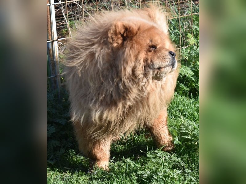 Johny sucht Menschen mit großem Herz