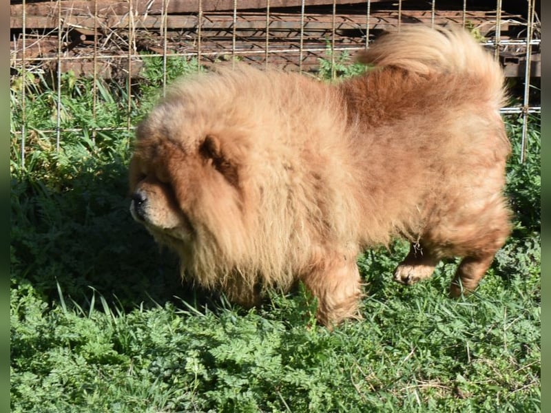 Johny sucht Menschen mit großem Herz