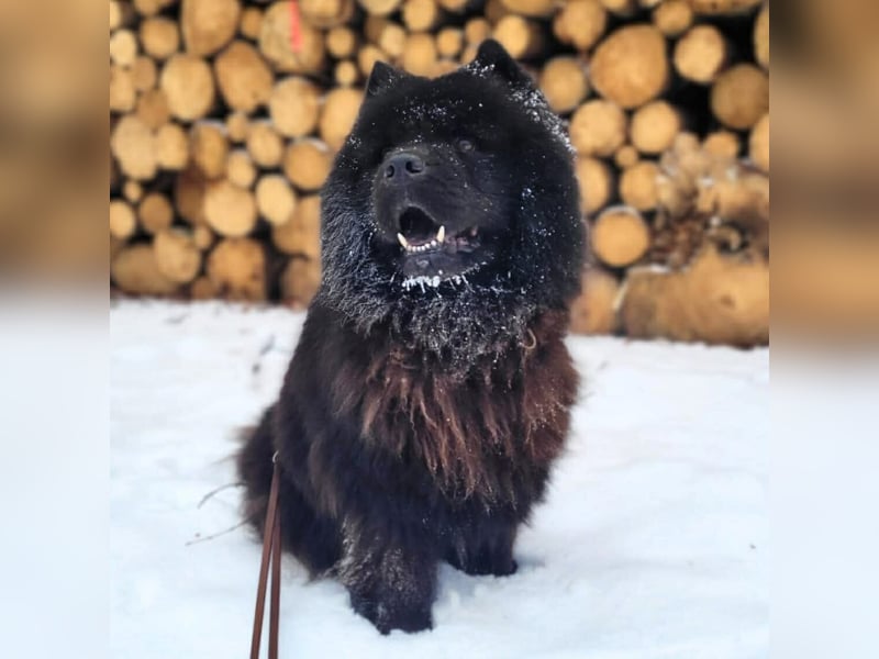 Teddy - ist ein Gartenfan