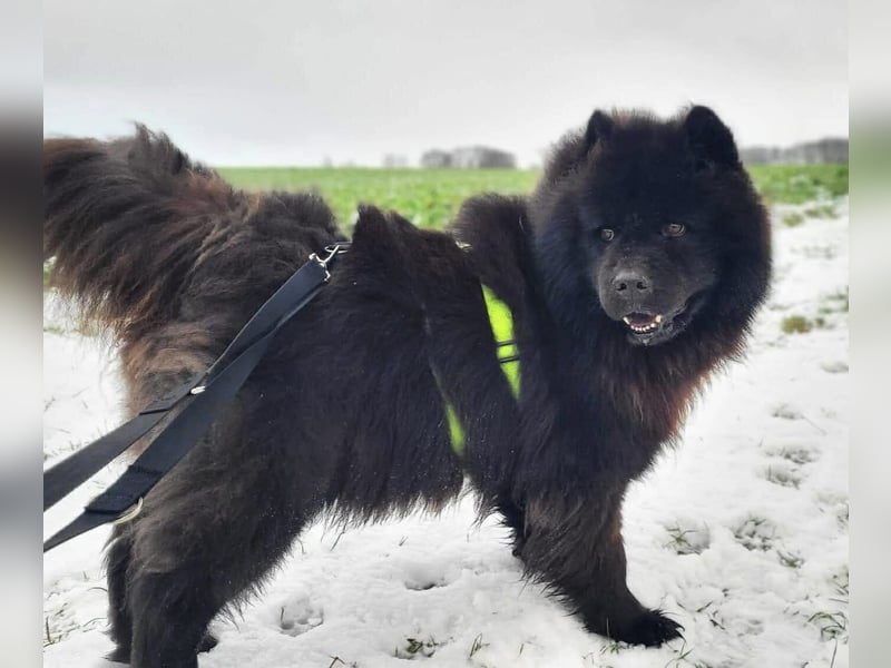 Teddy - ist ein Gartenfan