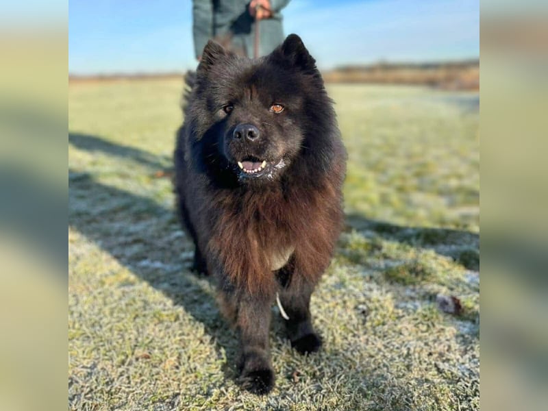 Teddy - ist ein Gartenfan