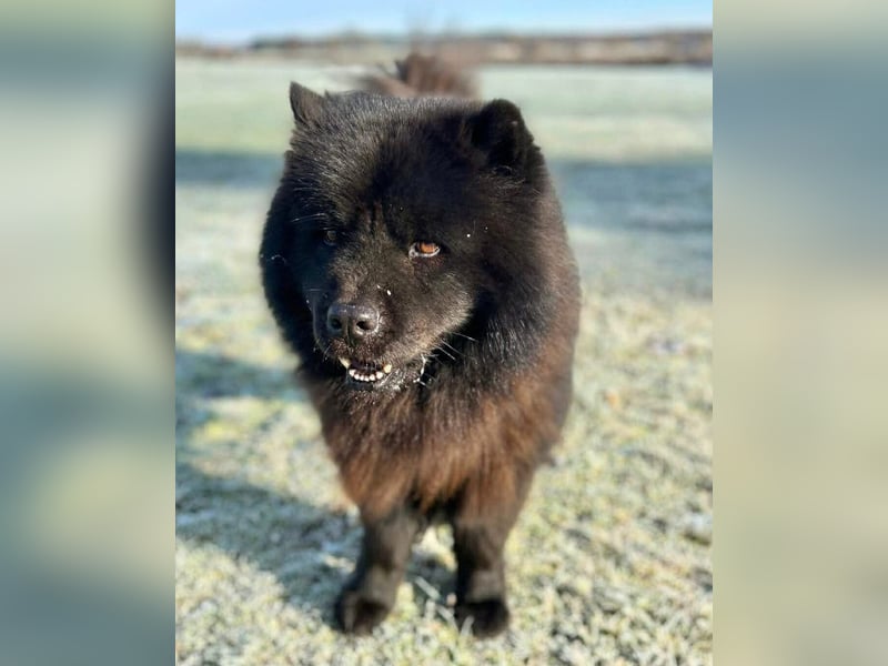 Teddy - ist ein Gartenfan