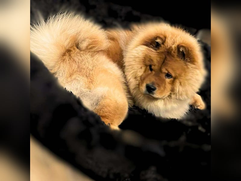 Kimbo - ein Chow-Chow